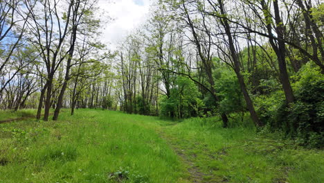 enchanted spring: a cinematic forest panorama