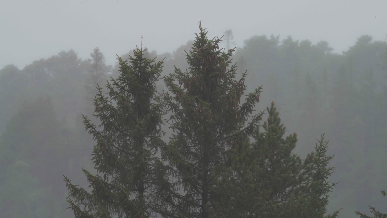 시골 산맥 의 나무 소나무 숲 에서 안개 가  ⁇ 은 아침