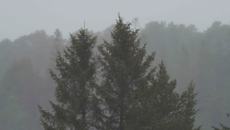 mañana brumosa en el bosque de coníferas de árboles en las montañas rurales