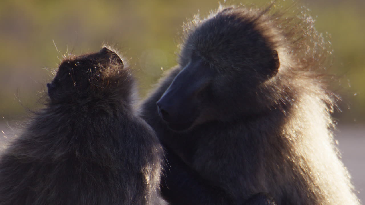 Social grooming session as male chacma baboon looks for fleas on another member