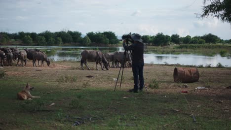 photographer documenting water buffalo in a rural area