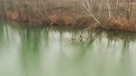 Aerial-–-Cinematic-spotlight-shot-of-a-heron-laying-on-a-tree-in-the-middle-of-the-water-from-left-to-right