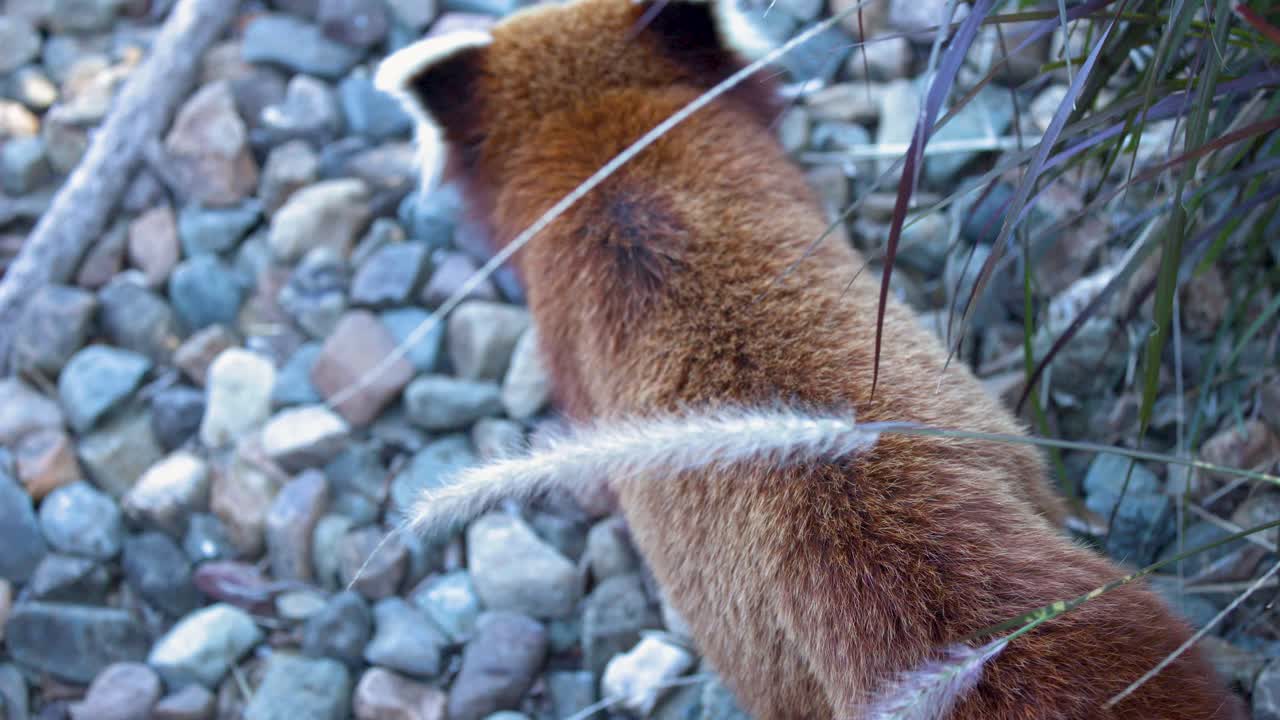 Inquadratura dall'alto di un panda rosso che cammina su un terreno roccioso verso il fogliame verde