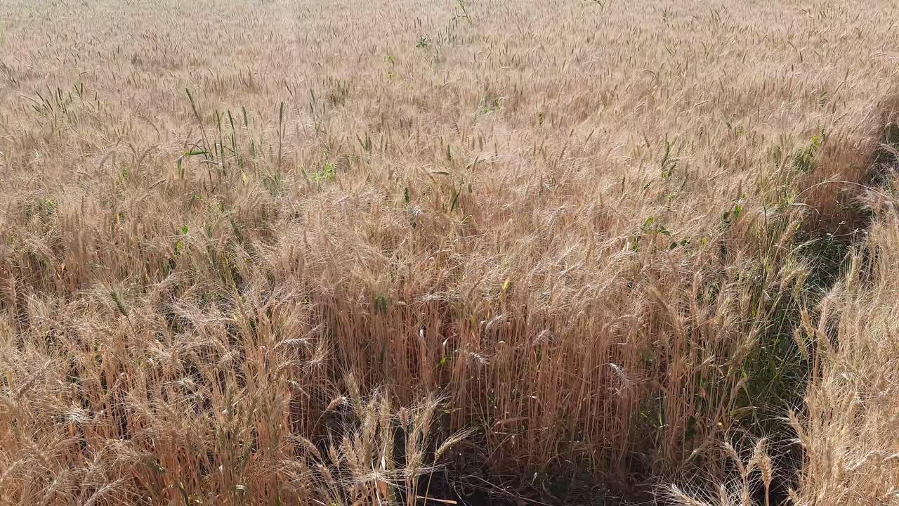 campo de trigo, espigas de trigo que se mecen con el viento suave