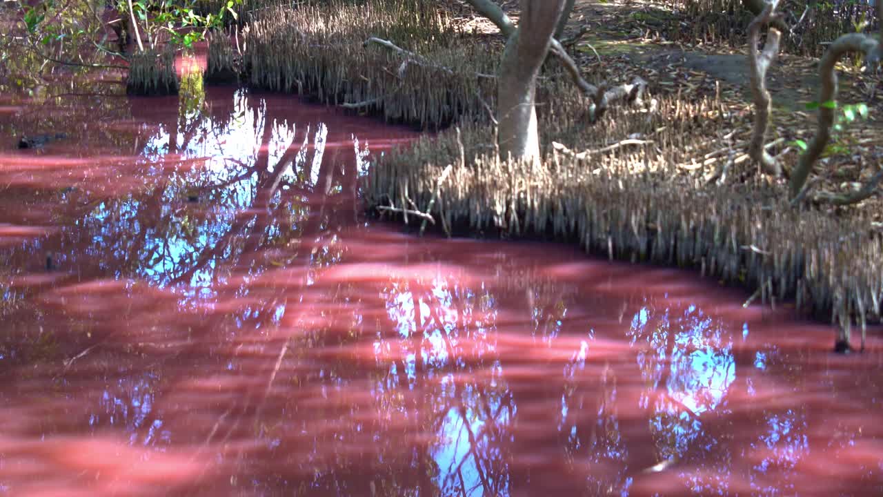 paisaje natural de la vía fluvial rosa y el sistema de raíces de los manglares durante la estación seca, floración de algas azul-verdes, halobacterium salinarum detectado en el agua debido al aumento de la salinidad