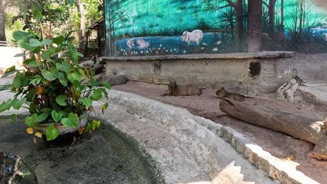 capybara in naturalistic zoo environment, chonburi, thailand