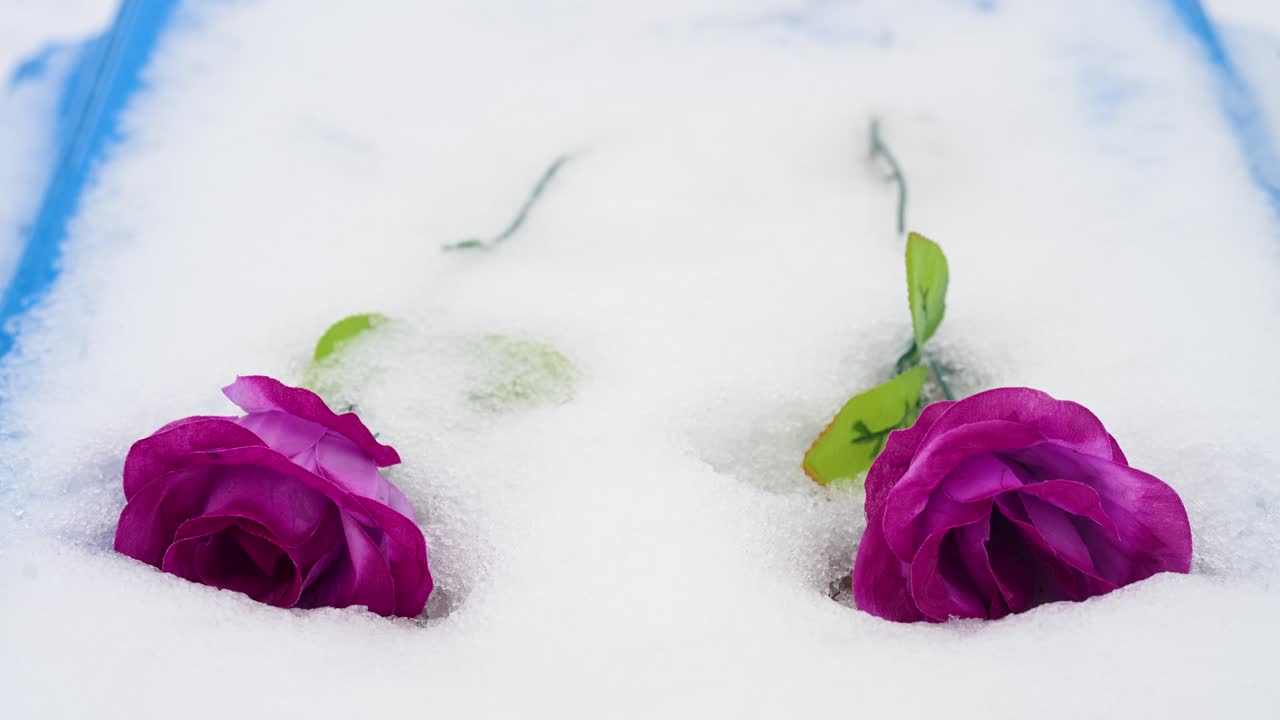Close-up view of a pair of pink roses resting on a Ukrainian soldier's grave, covered in snow at an Irpin cemetery, near the site of early battles from the ongoing Ukraine-Russia war.