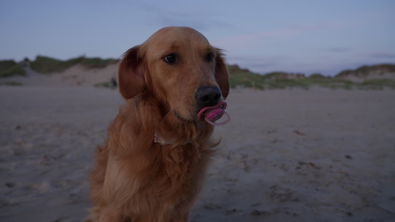 Golden retriever standing on a beach in Norway, licking a pacifier with sand