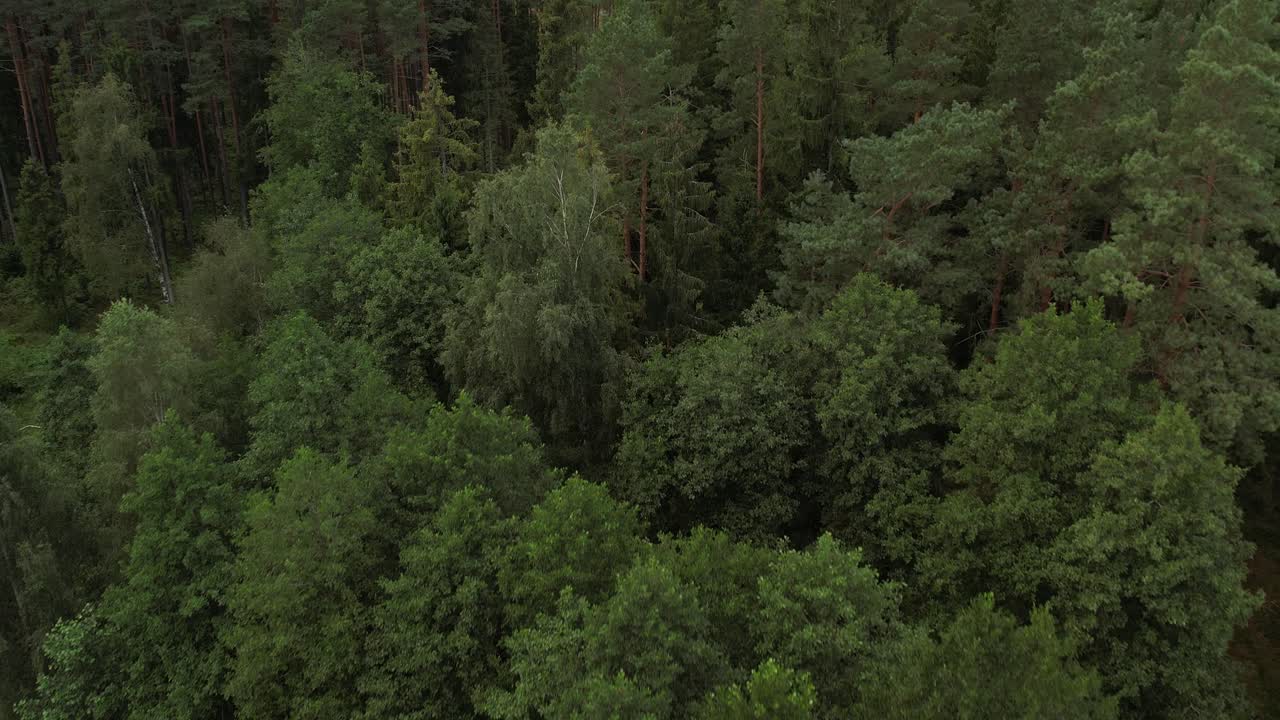 Dense forest with tall, straight pine trees rising above a lush green undergrowth, creating a serene and natural woodland landscape