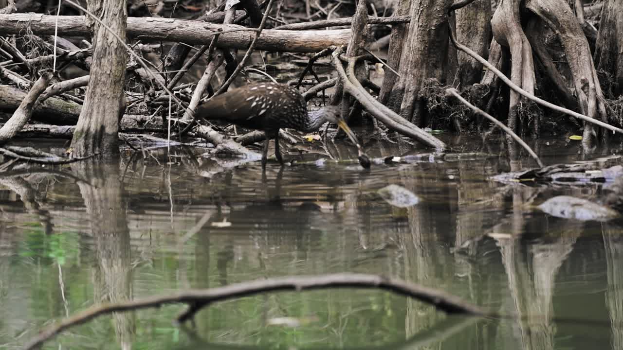 발견 한 조개 나 조개 의 고기 를 제거 하고 먹는 것