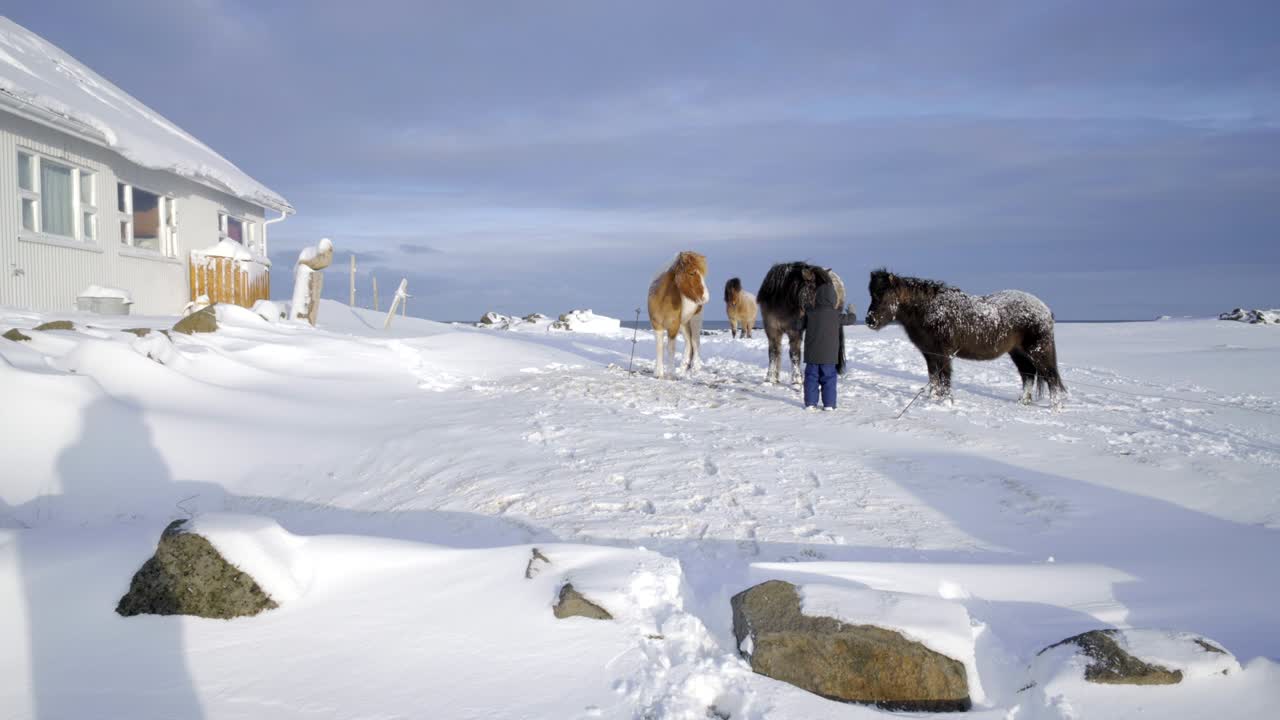 paisaje pintoresco de islandia naturaleza invierno nieve caballo pony niño mascota