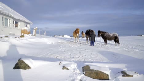 iceland scenic landscape nature winter snow poney horse kid pet