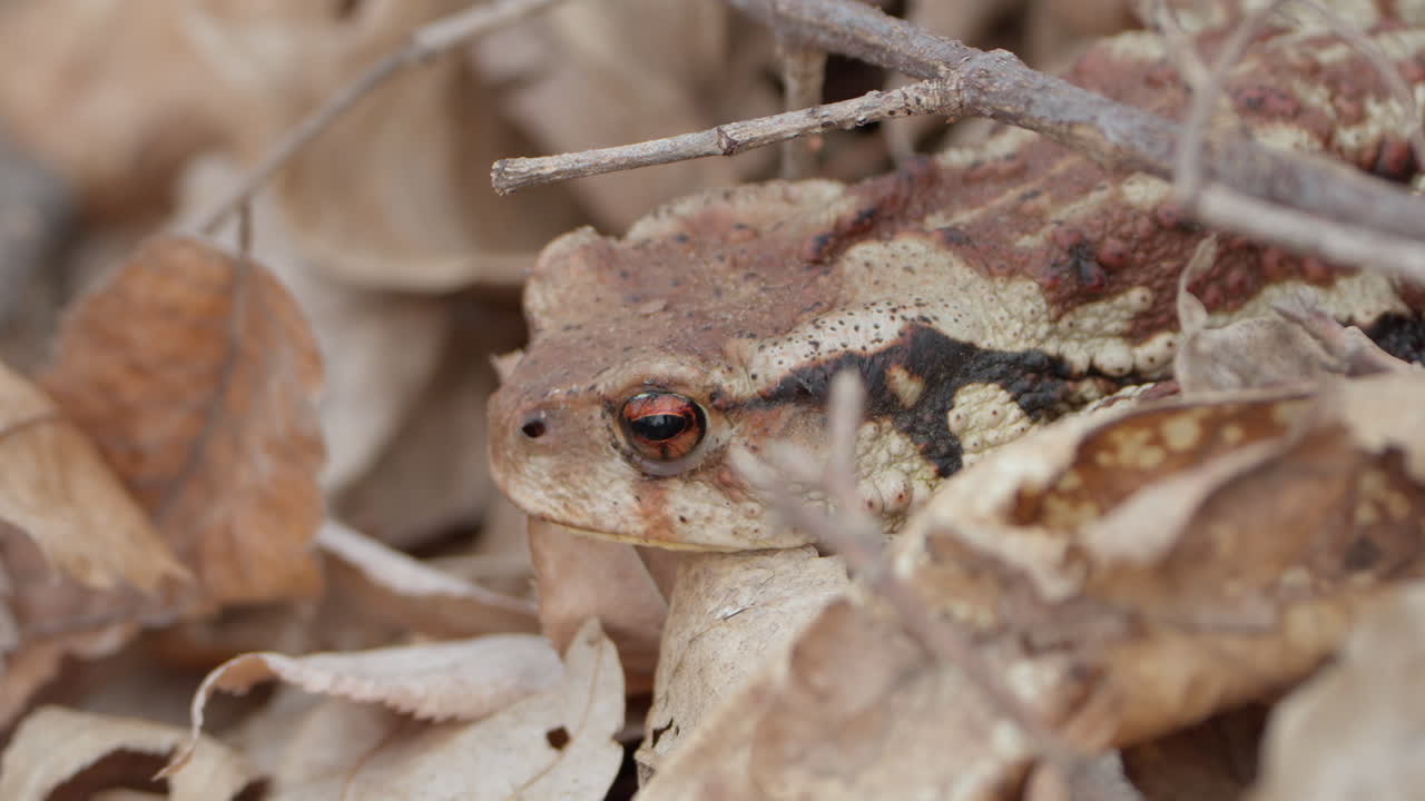 Asiatic toad or Chusan Island toad head close-up resting in fallen leaves in forest South Korea