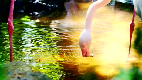 flamingo feeding on pond in morning.