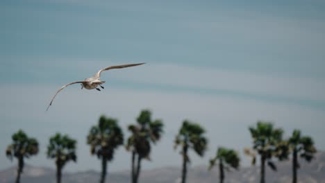 Lone-Gull-Flying-Over-The-Blue-Sea-On-A-Sunny-Day-In-Cabo,-Baja-California-Sur,-Mexico