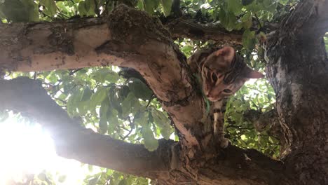 a bengal cat free in a tree-6