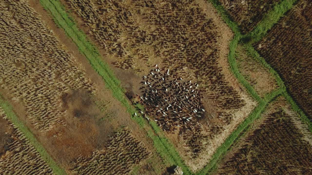 에서 서로 달리는 드론 오리들의 4k 비디오