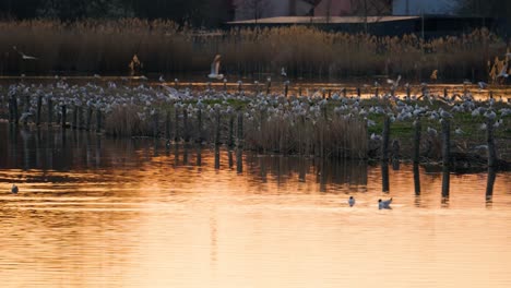 Ein-Goldener-See-Mit-Einer-Gruppe-Von-Vögeln,-Die-In-Zeitlupe-Bei-Sonnenuntergang-Schwimmen