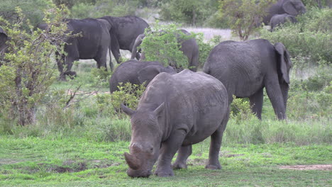 a white rhino peacefully grazes with a herd of elephants in the background