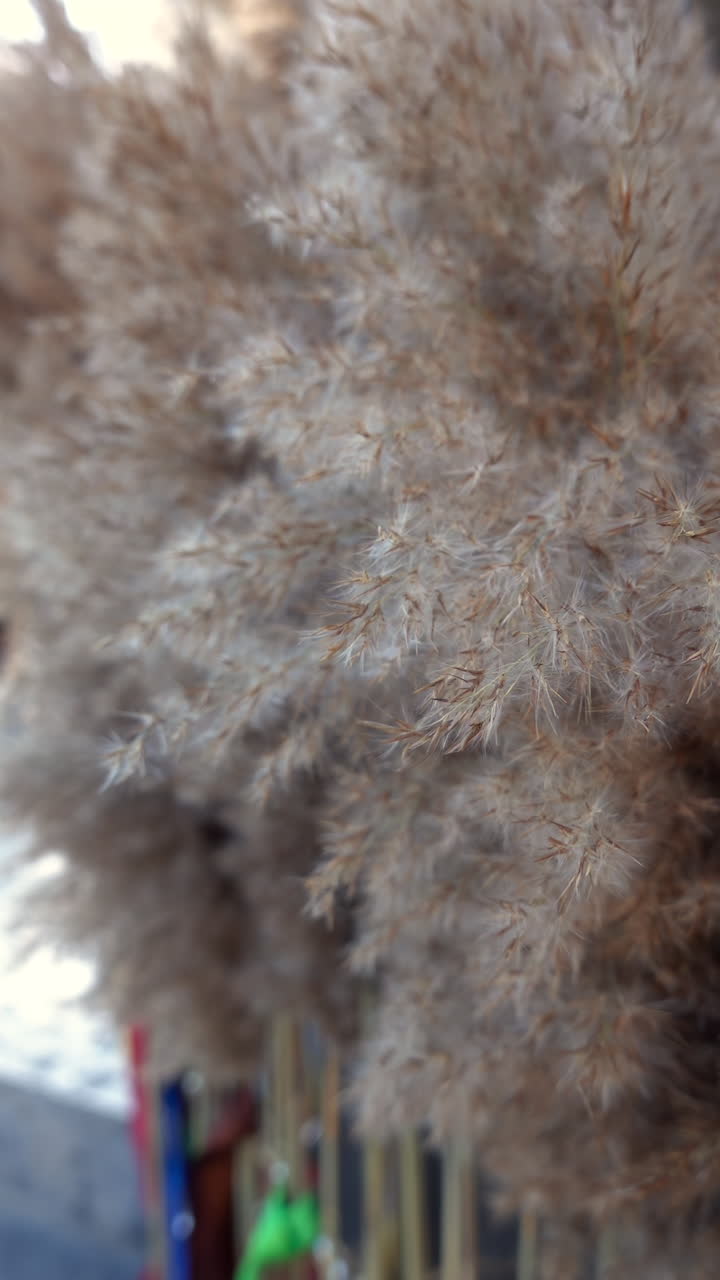 Close up of pampas grass decor outside. Vertical