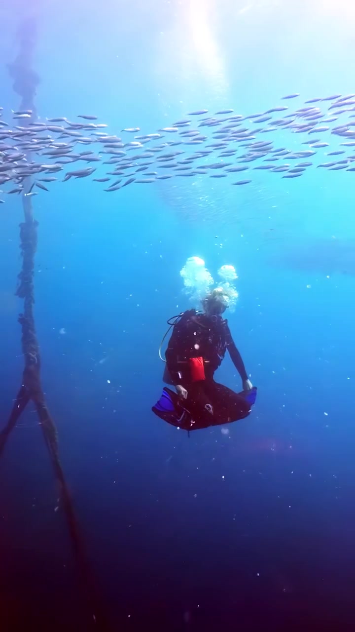 Video verticale ripreso a mano che mostra un subacqueo in equipaggiamento completo sott'acqua, prima di passare con una panoramica a un denso banco di pesci sopra una barriera corallina nell'Oceano Pacifico.