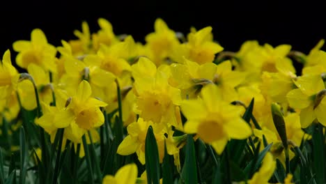 un lecho de flores de narcisos amarillos brillantes cultivadas en un jardín inglés