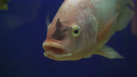 peces en acuario pecera