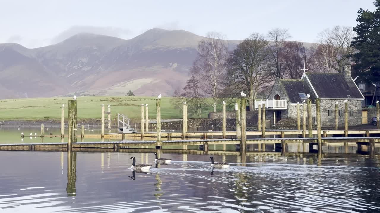 Relaxing morning by Derwentwater Jetty with geese paddling along with Skiddaw in the background - Keswick, Lake District