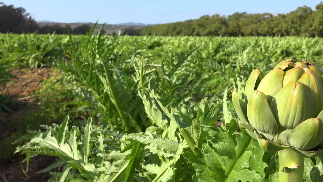 alcachofas frescas crecen en un rico campo verde en el condado de santa barbara california