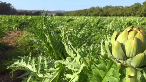 Frische-Artischocken-Wachsen-Auf-Einem-Sattgrünen-Farmfeld-In-Santa-Barbara-County,-Kalifornien