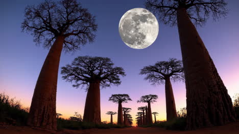 majestic baobab trees under a full moon at twilight