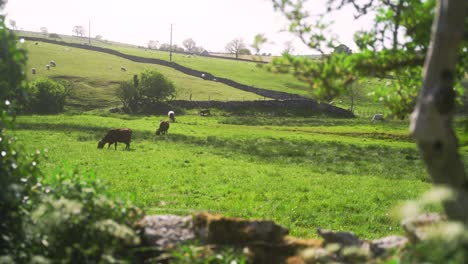 establishing wide shot of fields in peak district separated by old drystone walls with cows grazing in foreground and sheep in background