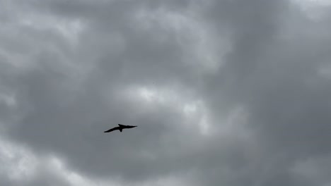 black kite birds grace the skies over keelung harbour