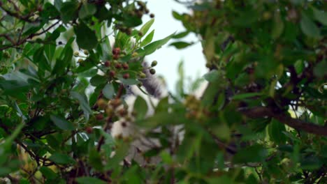 a baby red-footed booby flaps its wings whilst in a nest in a tree on little cayman in the cayman islands