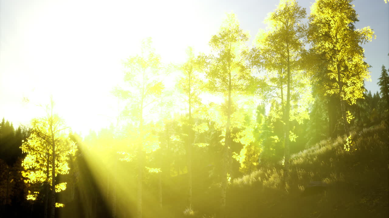 Morning sunlight filters through a forest of golden leaves in autumn