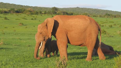 camera wraps around african elephant calves play in green grass field amidst herd, low altitude drone shot