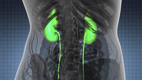 exploración de la anatomía de los riñones humanos