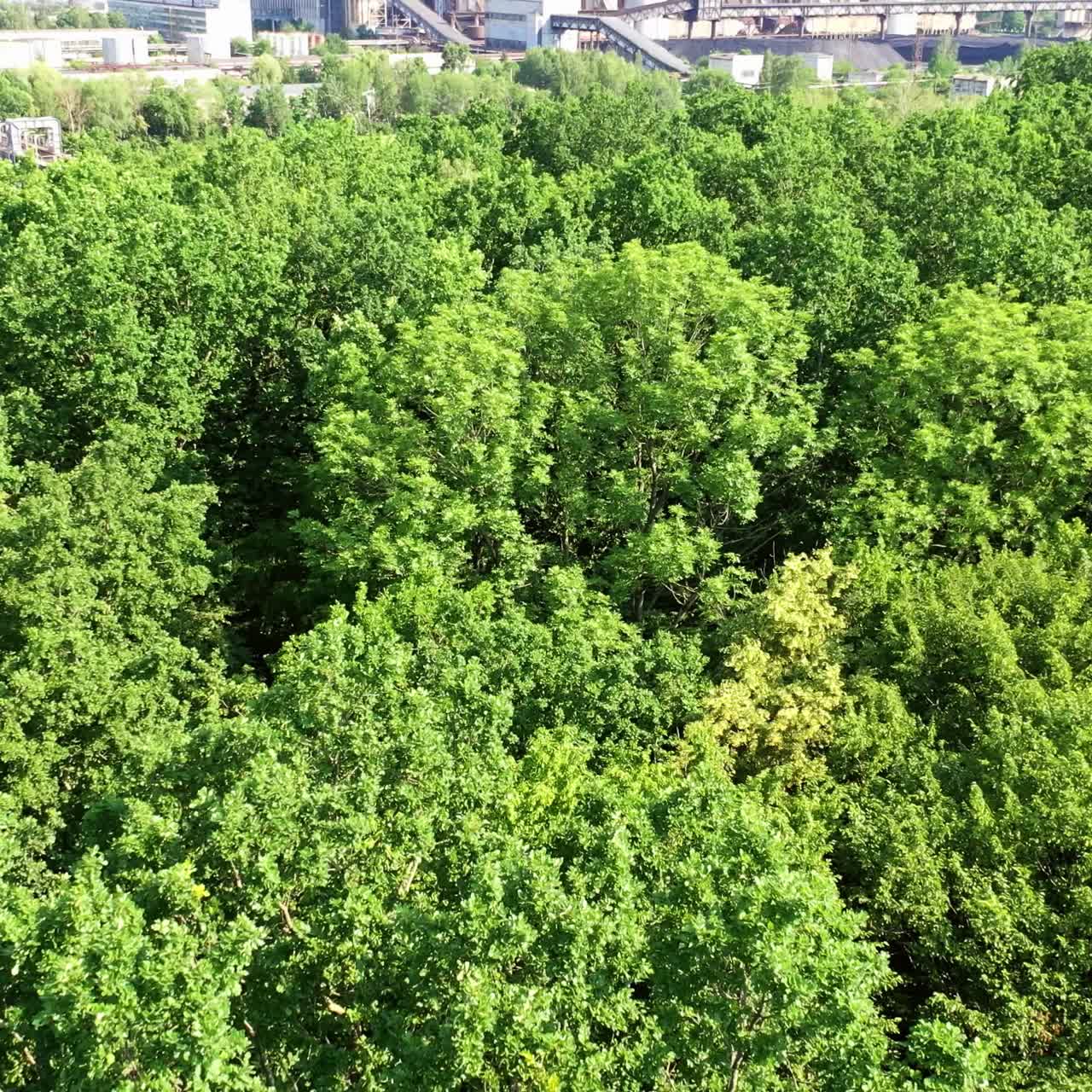 Green forest from above