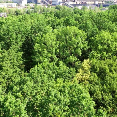 green forest from above