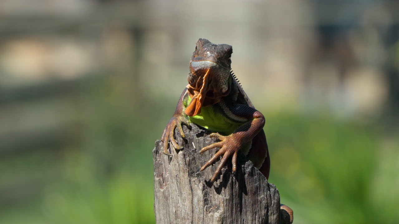 Primo piano della testa di una piccola iguana verde o iguana comune americana seduta su un ceppo d'albero rustico