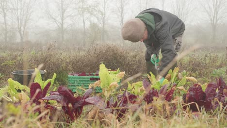 vegetable farmer picking fresh food produce in france