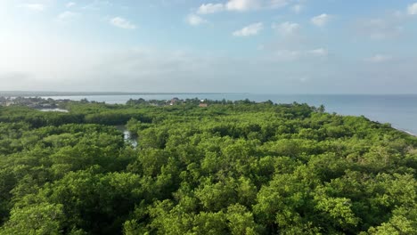 Aerial-View-of-Thick-Tropical-Forest-and-Mangroves-on-Caribbean-Sea-Coast-of-Colombia,-Idyllic-Landscape-and-Horizon,-Drone-Shot