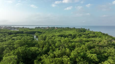 Vista-Aérea-De-Espesos-Bosques-Tropicales-Y-Manglares-En-La-Costa-Caribeña-De-Colombia,-Paisaje-Idílico-Y-Horizonte,-Disparo-De-Drones