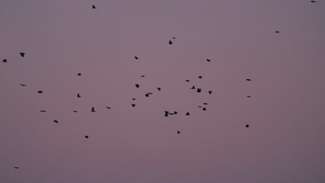 Zugvogelschwarm-Mit-Wolkenlosem-Himmel-In-Der-Dämmerung---Zeitlupe