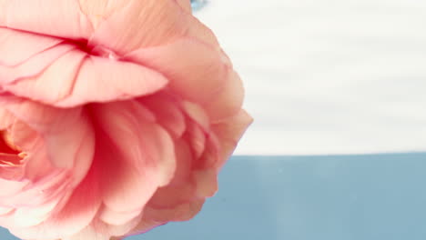 closeup of a beautiful pink ranunculus flower