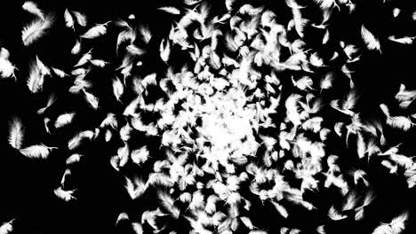 falling feathers on green screen and black background
