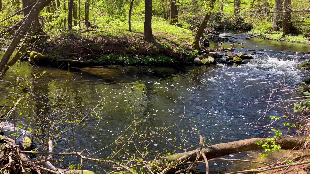 Creek flows continuously through beautiful forest park on sunny summer day