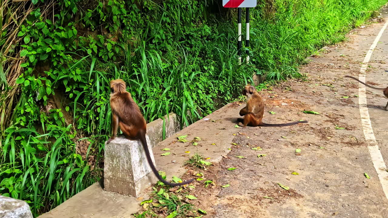 Group of wild brown monkeys resting by rural road near green hills