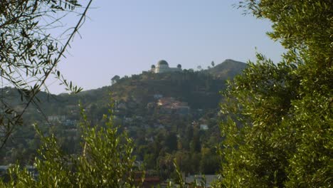 Tiro-Inclinado-Hacia-Arriba-Del-Monte-Hollywood---Observatorio-Griffith-Detrás-De-La-Vegetación---Ladera-De-Los-Felices