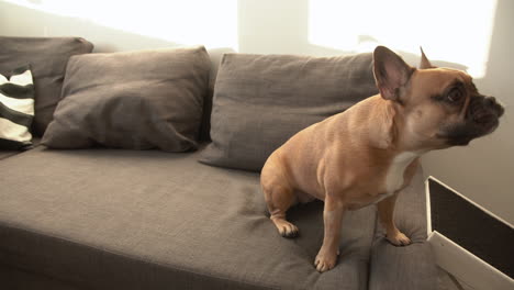 human hand gives snack to french bulldog puppy and teaching him to give a leg